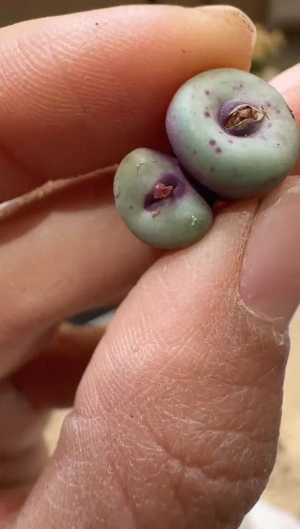 多肉植物肉锥3-374