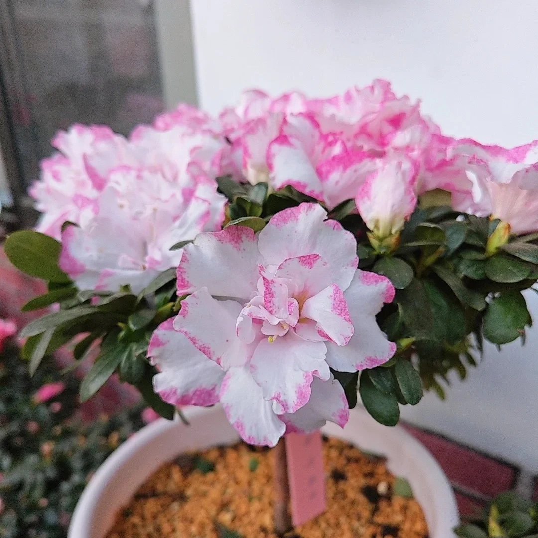 【独杆·婚礼喷砂】超爆花杜鹃花 喷砂色 带花苞庭院阳台盆栽地栽
