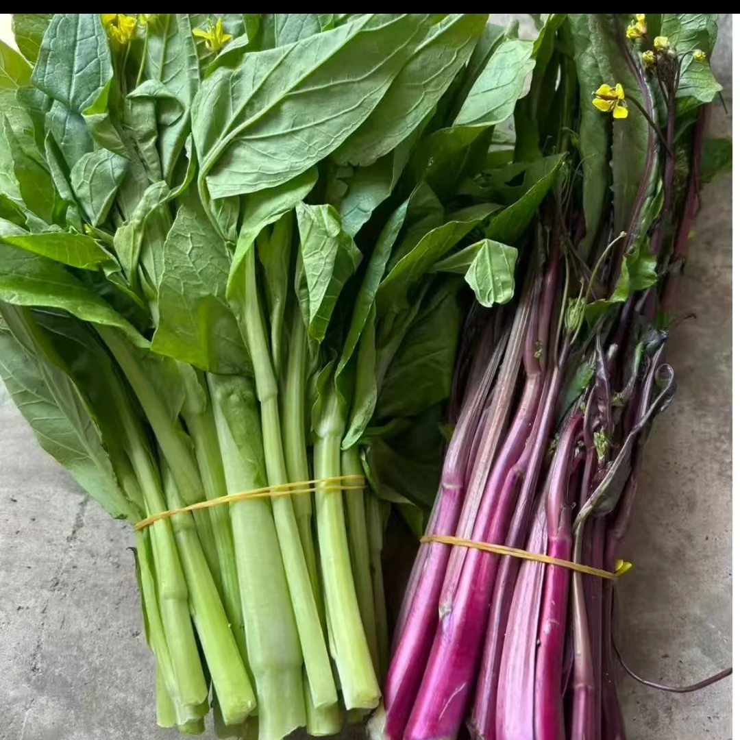 【新鲜菜苔】湖南当季现摘农家露天新鲜脆嫩白菜苔时令蔬菜红菜苔