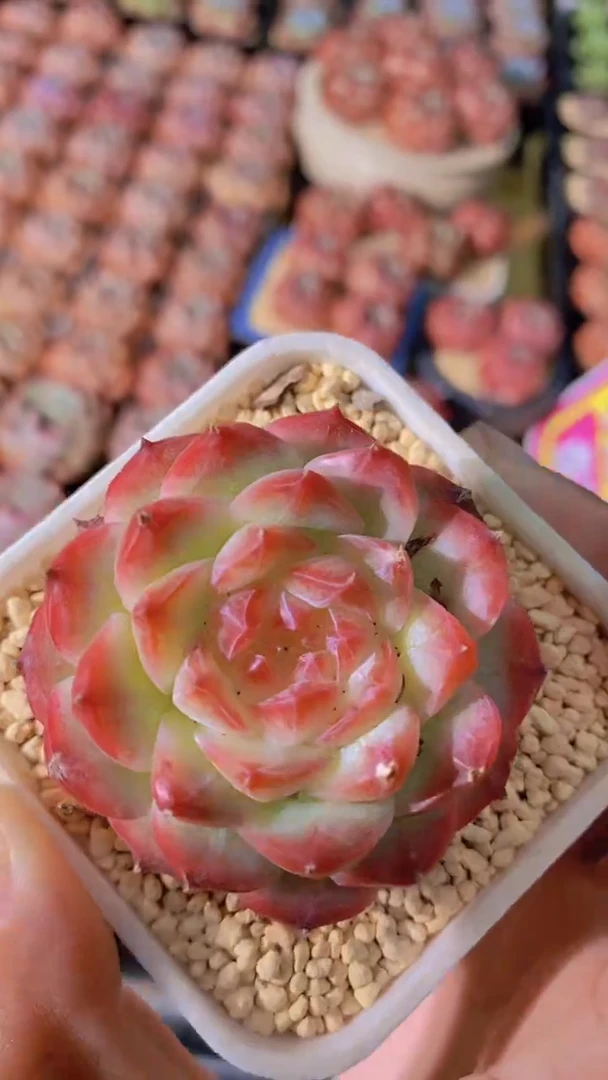 B51-香雾带盆土（量拍）