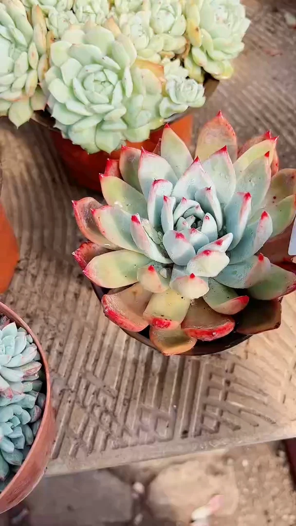 【闪购商品】13264