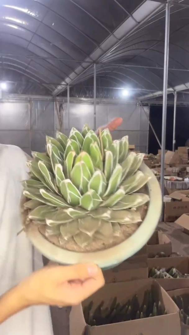 超大 屉之雪 14-20cm