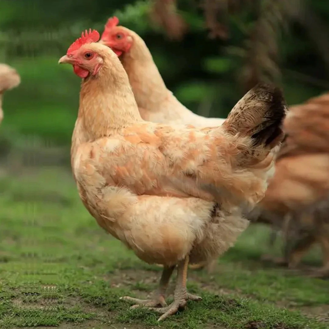 无抗散养土鸡活鸡跑山鸡跑地鸡农家散养肥西老母鸡顺丰冷链配送