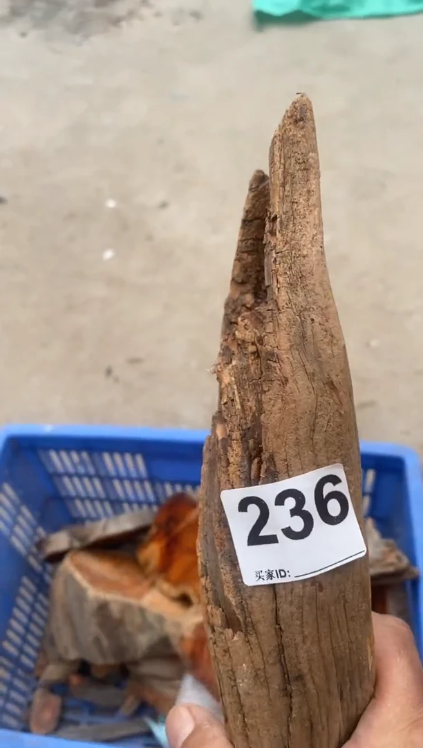 柏木（崖柏）太行山陈化崖柏一片