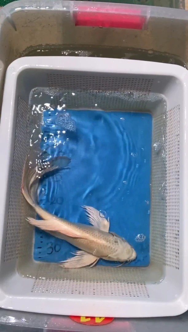 锦鲤 微瑕 锦鲤蝴蝶鲤鱼拍开箱视频包售后