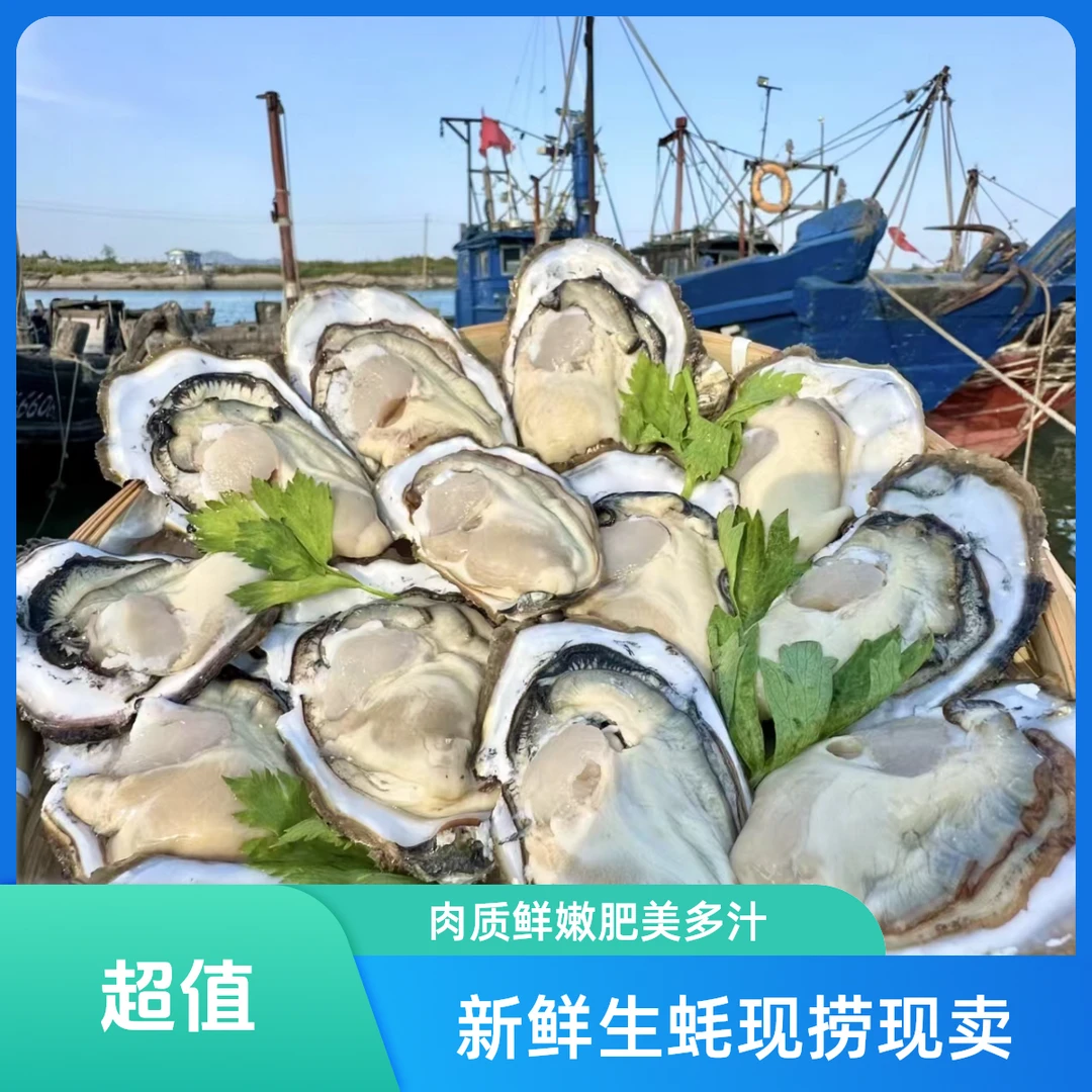 【金叶甄选】鲜活6+肥仔蚝1个300g