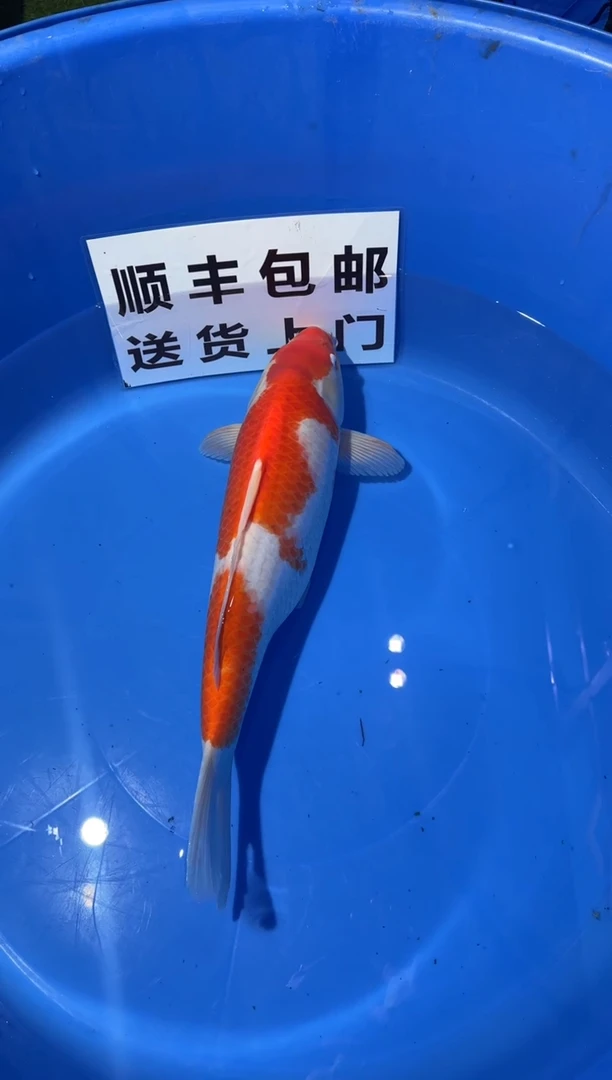 锦鲤精品锦鲤一尾