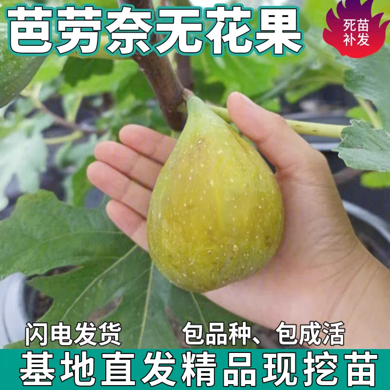 耐寒无花果苗适合南北方种植可盆栽葡萄地栽格莱斯果树无花果树