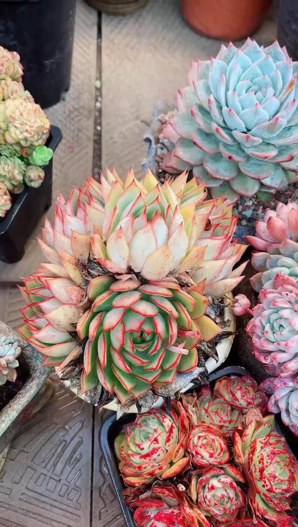 【闪购商品】25100