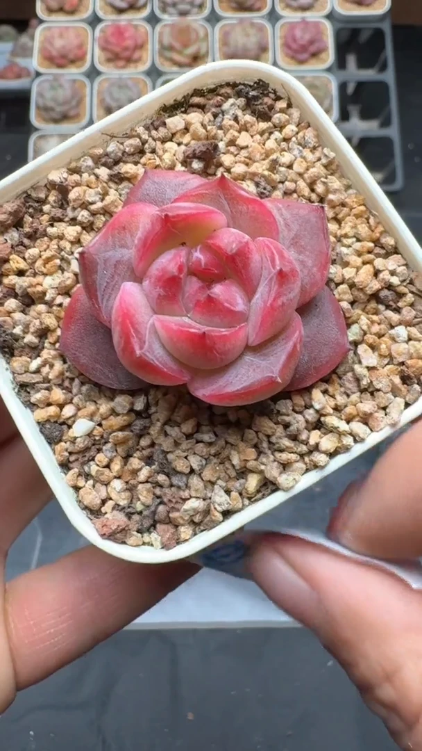 【闪购商品】770号珍妮多肉一物一拍3单包邮