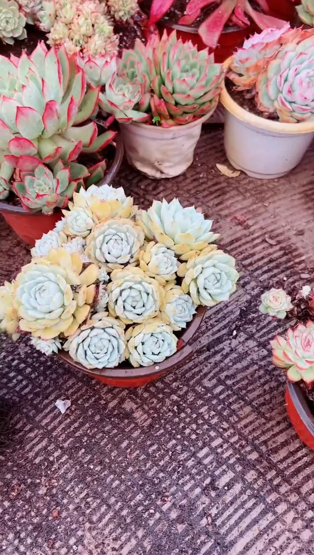 y**?多肉植物一物一拍05148