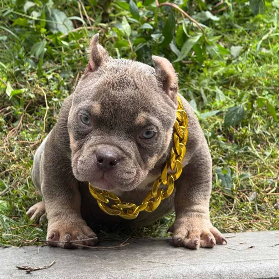 【恶霸犬】狗狗活体