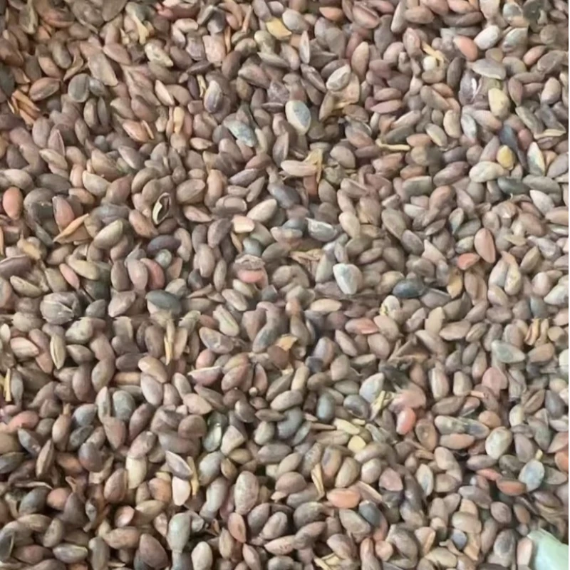 黄柏厚皮改良新种子