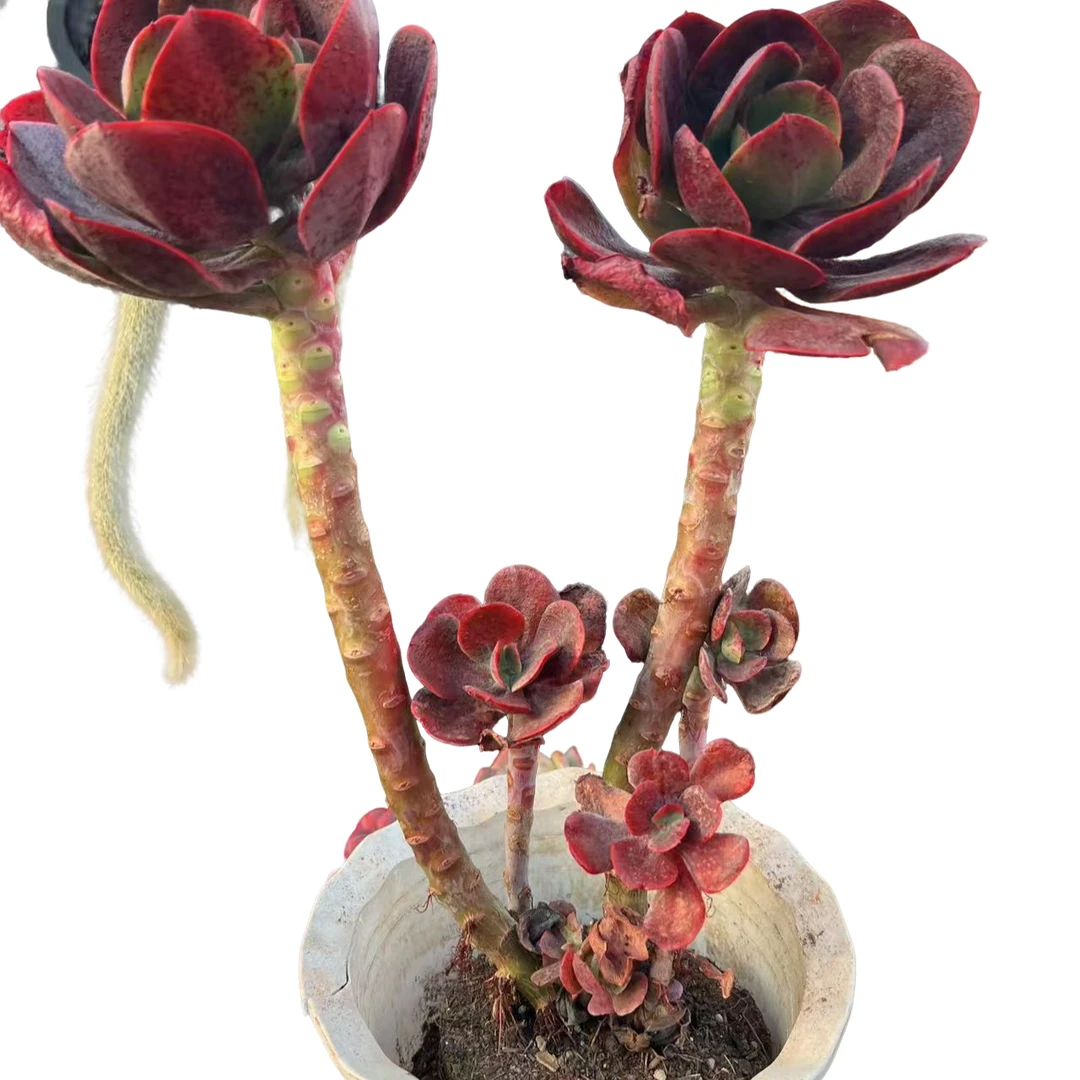 精品多肉植物  多头大唐玫瑰