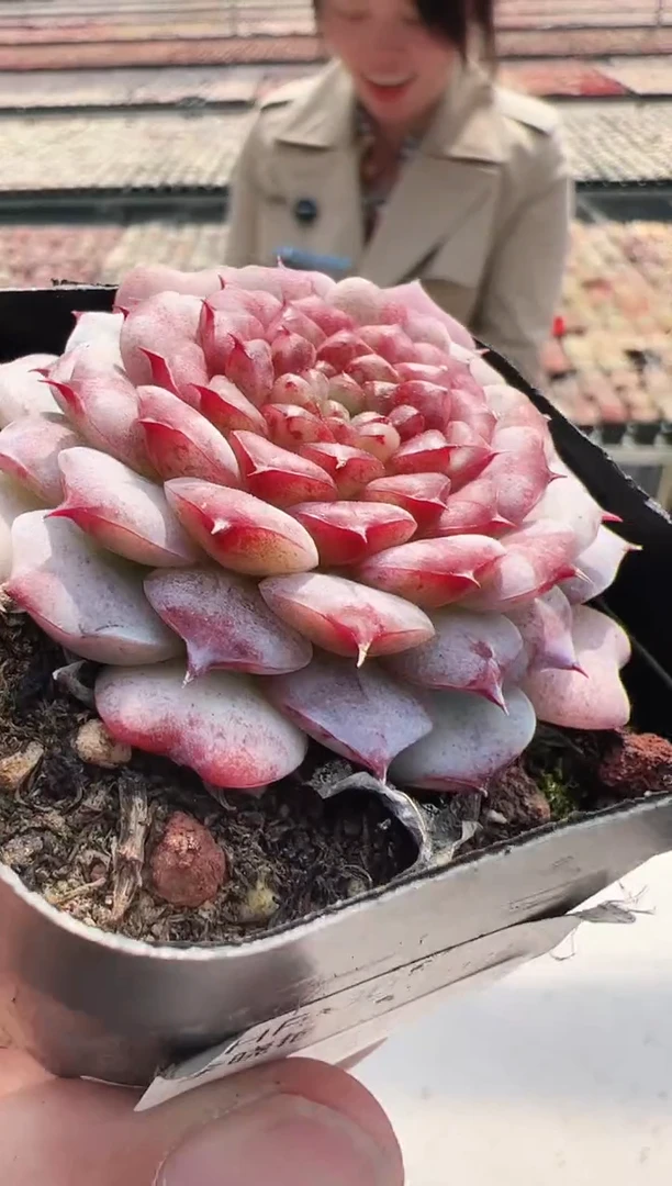 【闪购商品】向日葵-26