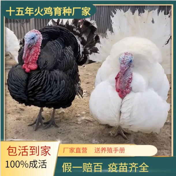 中型火鸡苗（尼古拉500系和大青铜火鸡）8量--1斤