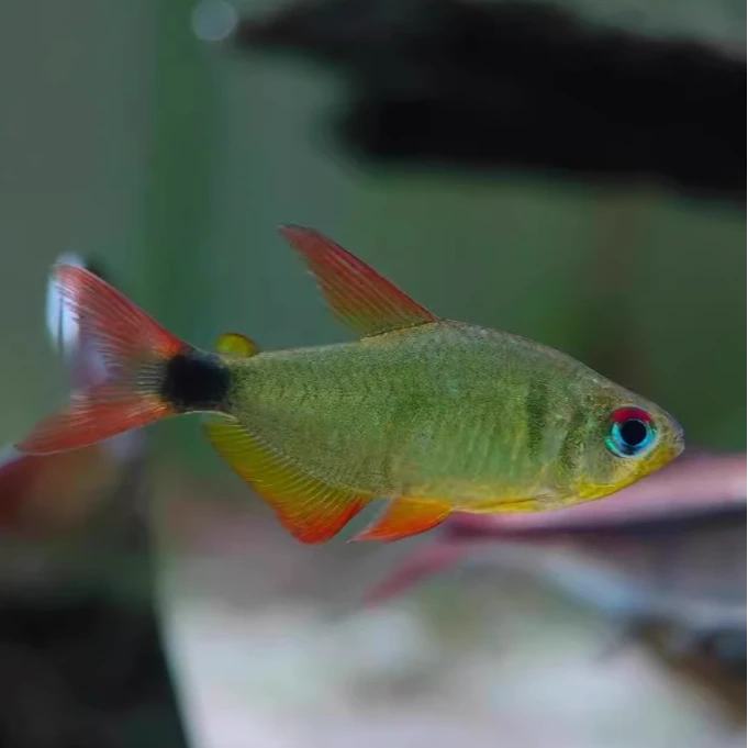 日暮凯蒂灯鱼南美进口热带观赏鱼高端稀有品种日暮黄红凯蒂鱼活体