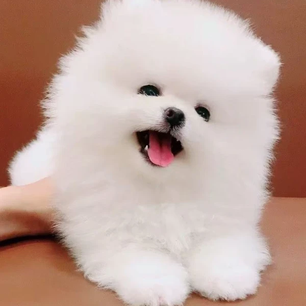 越伟家高端博美犬基地