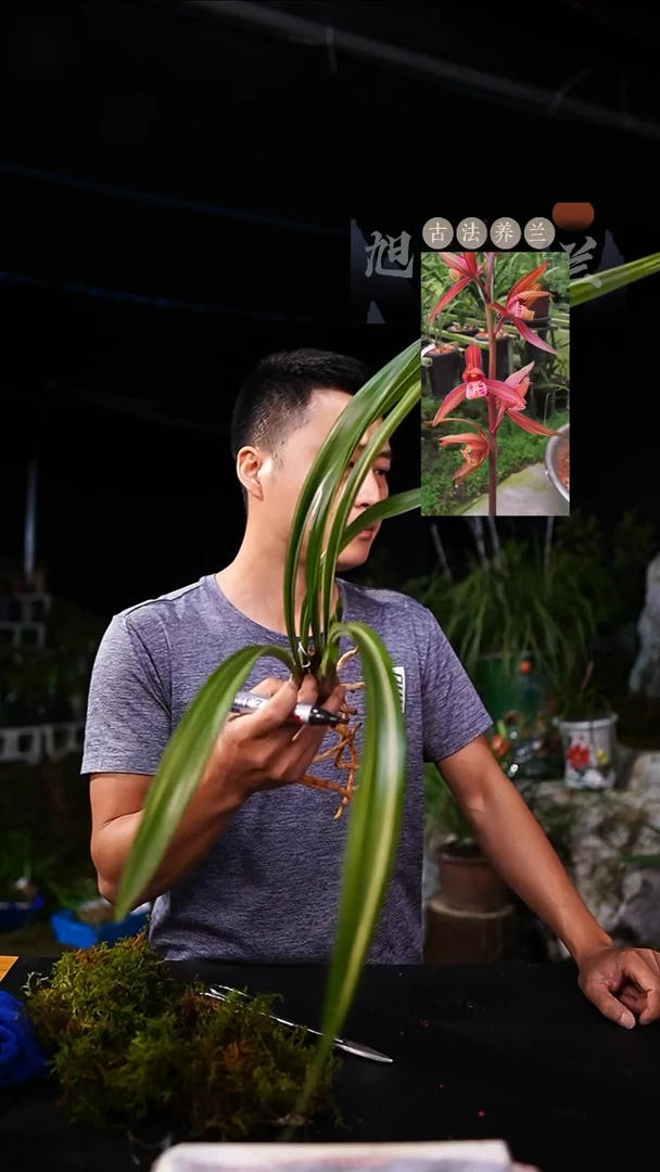 当前无花栽培后可以开花爱****…墨兰春榜-云南红前垄2苗一物一拍