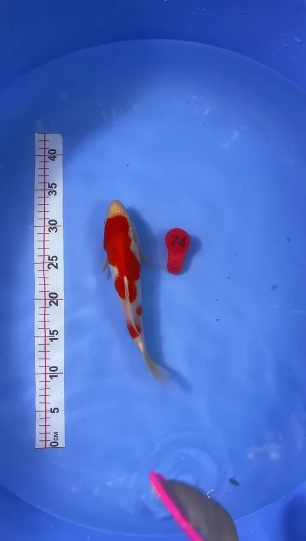锦鲤活体二号链接