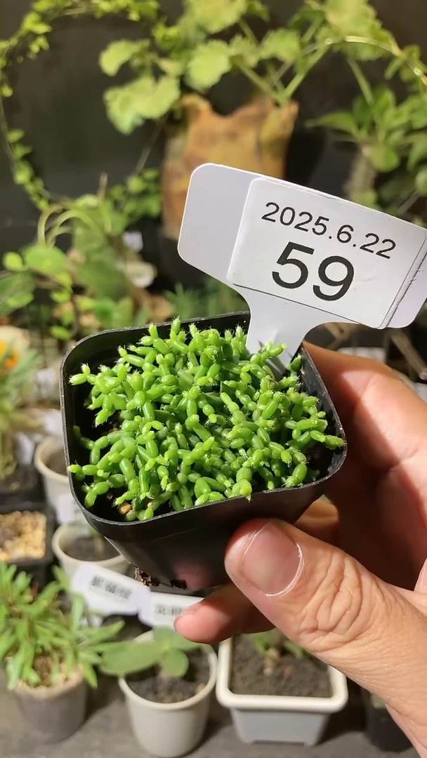 59号622福利木偶人