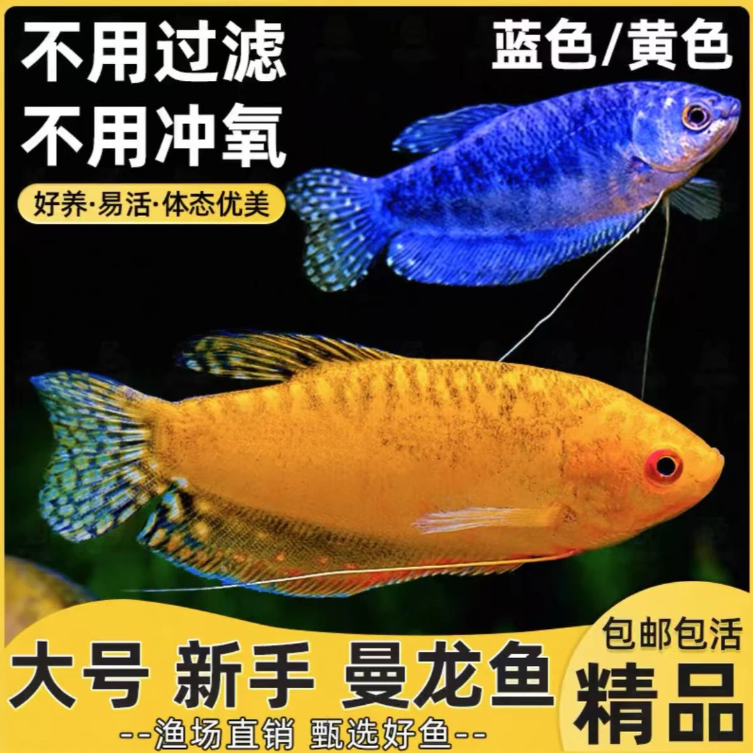 曼龙鱼黄曼龙蓝曼龙淡水观赏鱼耐活好养新人首先不需要打氧