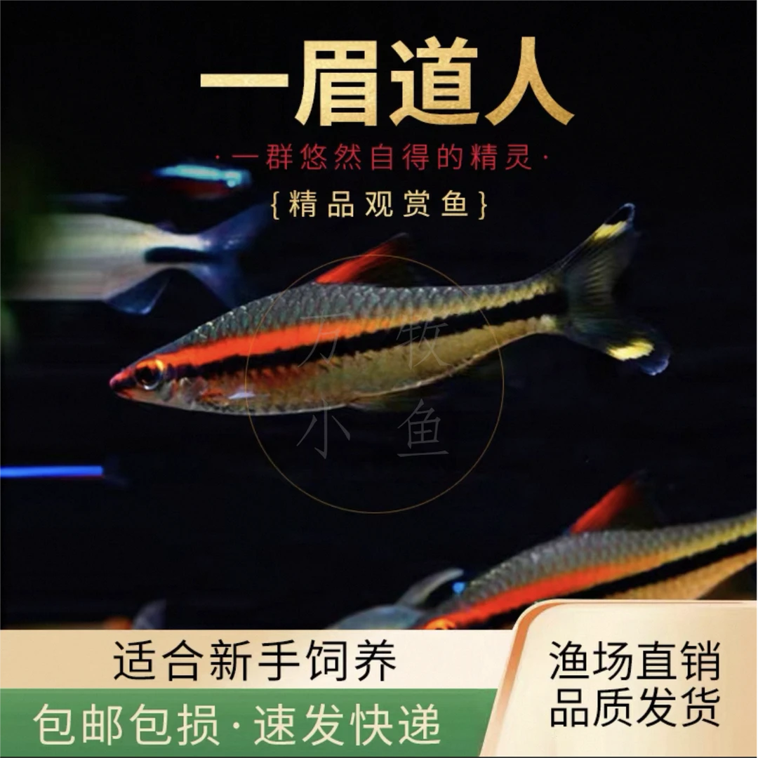 野生一眉道人观赏鱼精品黄化热带观赏鱼群游草缸淡水鱼黑影道人