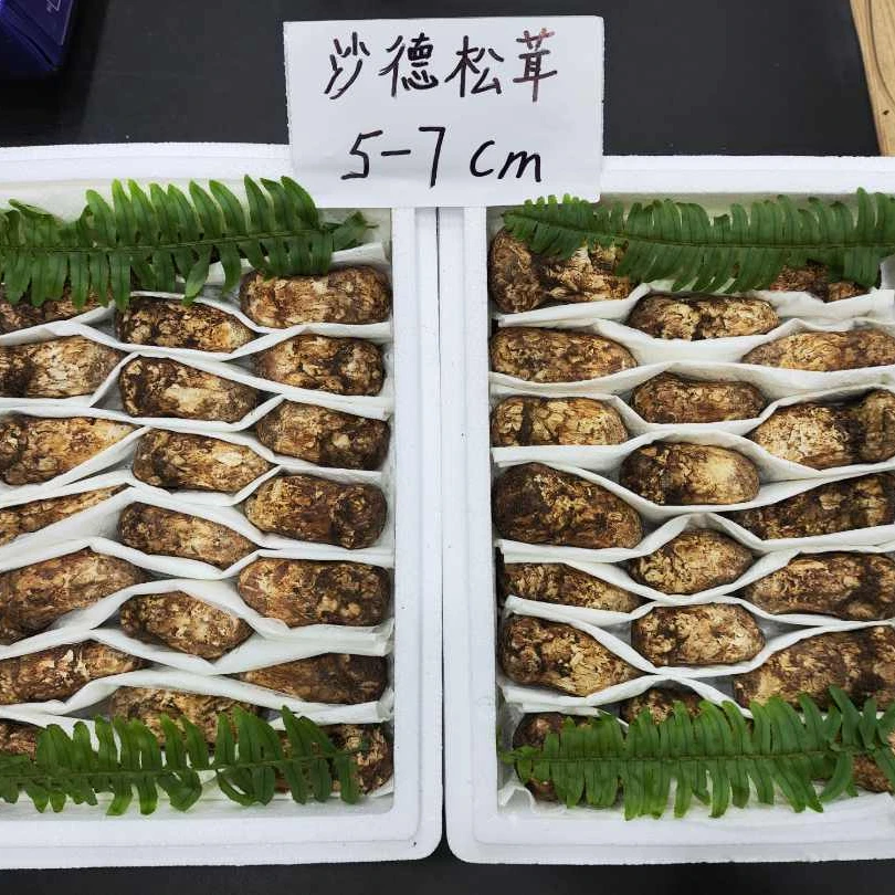 【5-7厘米】新鲜松茸正品精选无破损每日新货速发野生松茸甘孜松茸沙德松茸