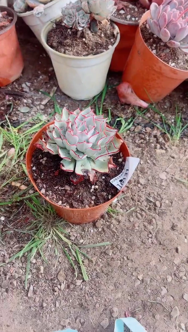 ^****^跃跃精品多肉16131