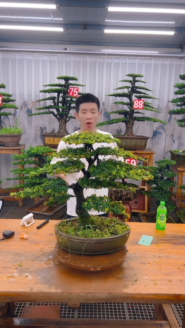 无花朵精品盆景直播间一物一拍