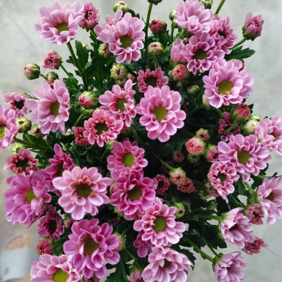 海南鲜花基地直发罗西粉小菊10支