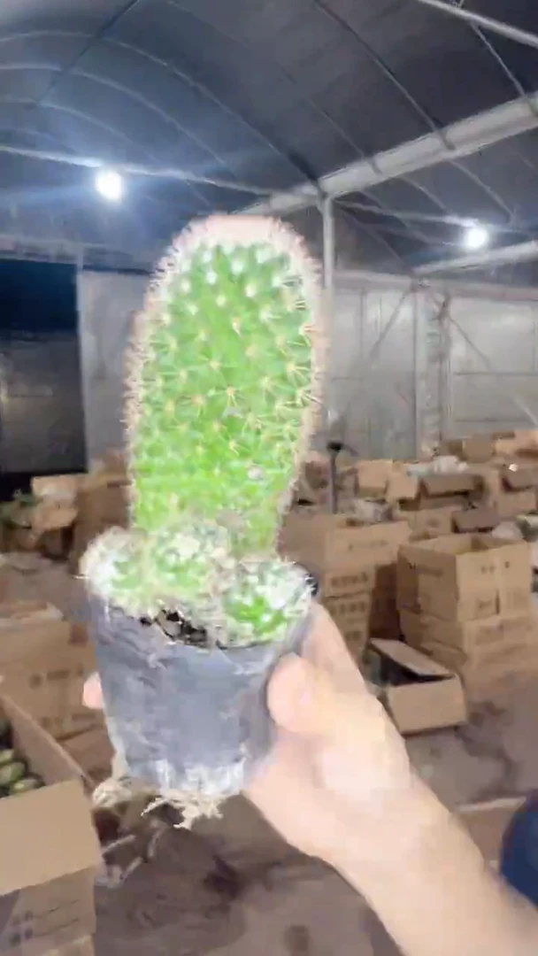 3颗 红花锦丸【带根】不指定带崽