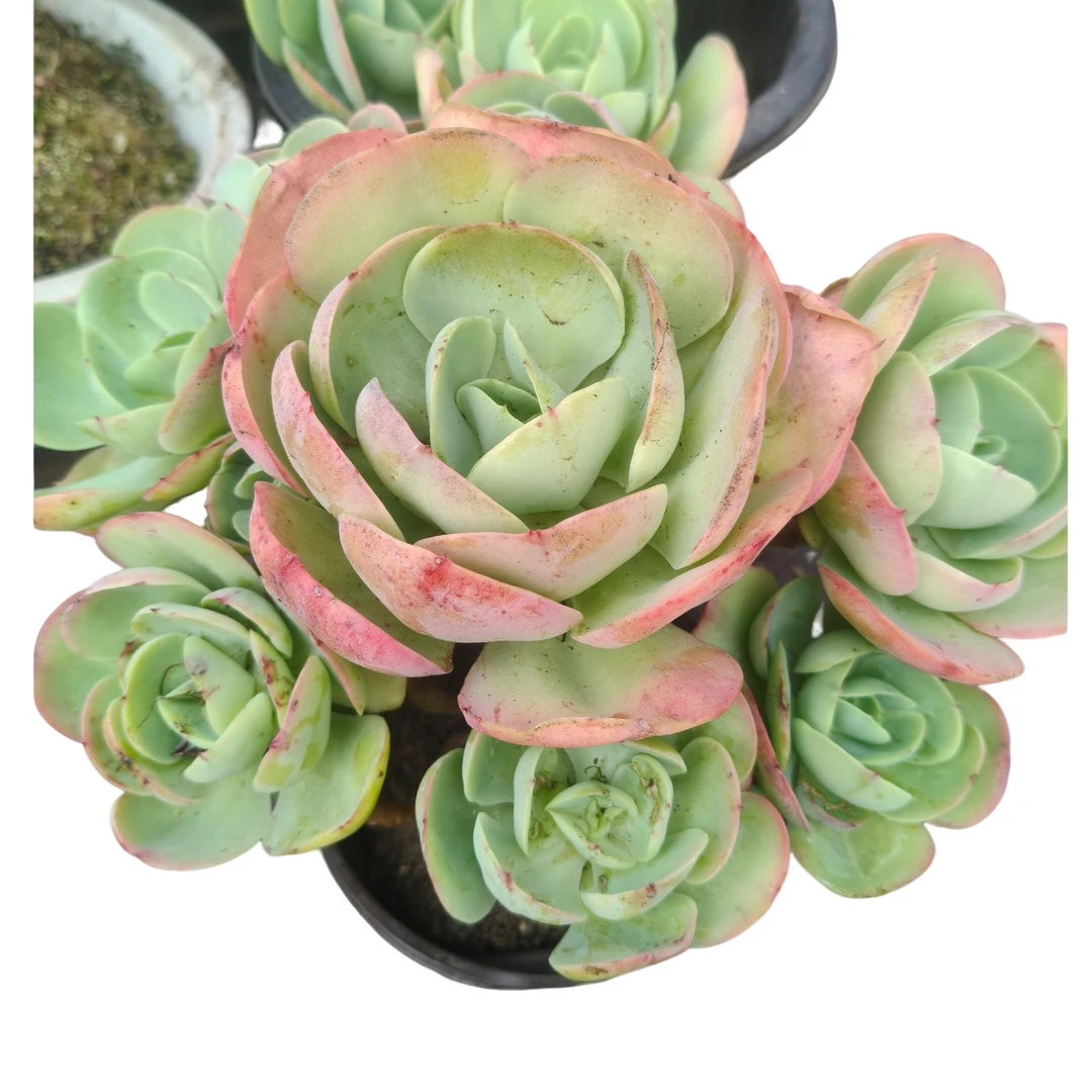 精品多肉 鸡蛋碧桃