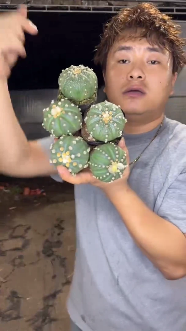 5颗 实生根 星兜 3-5cm