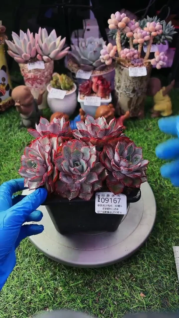 昆明印象多肉09167