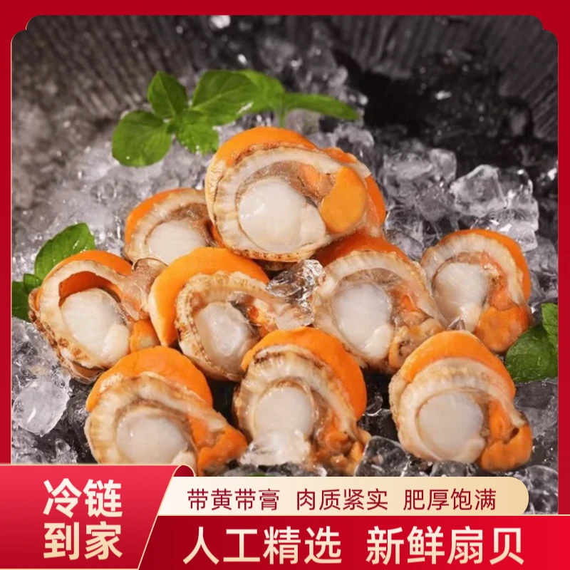 2025年当季新鲜 40-60规格大大号扇贝肉 5包5斤 去壳去沙子