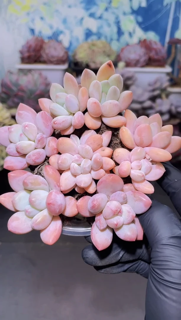 【闪购商品】冰胖胖量拍保底六颗一组量拍