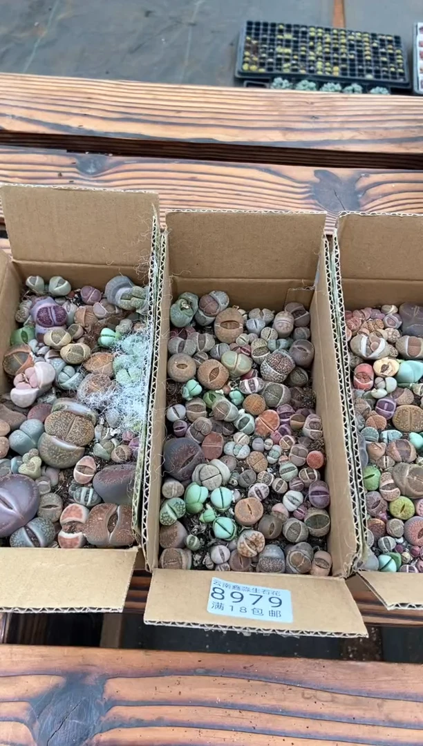 【闪购商品】8979特价混合一箱微瑕量拍