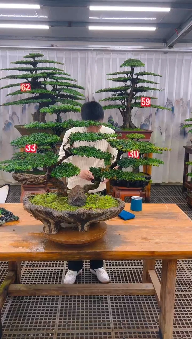 无花朵精品盆景直播间一物一拍