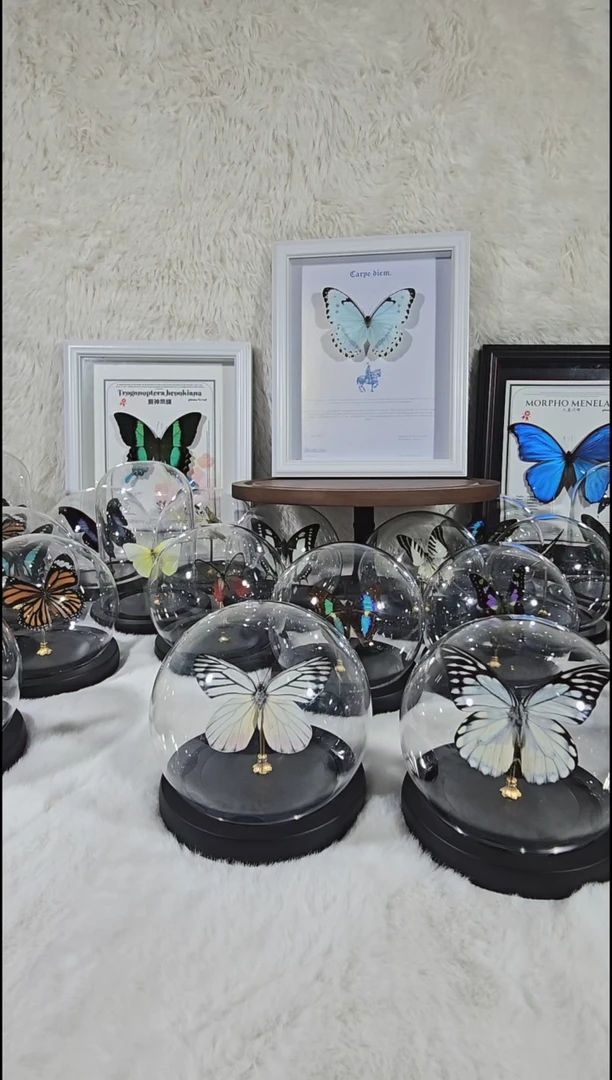 优越斑粉蝶水晶球蝴蝶标本