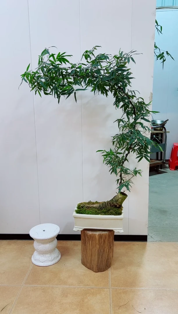 【闪购商品】绿植簕竹盆景