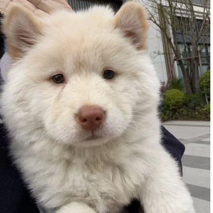 【鹿鹿土松甄选】狗狗活体30天售后犬瘟细小