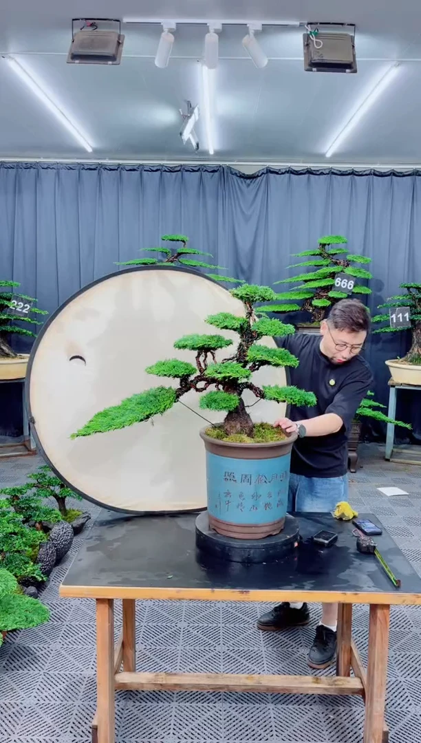 无花朵济州真柏盆景..