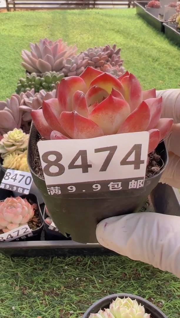 【闪购商品】信福多肉一物一拍