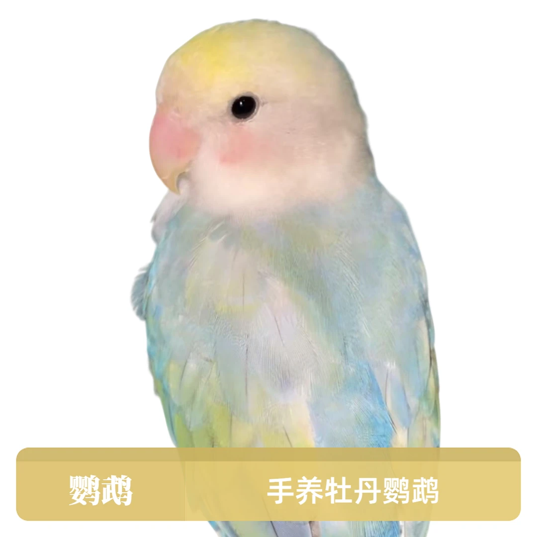 小太 牡丹鹦鹉 风梨直播 一物一拍