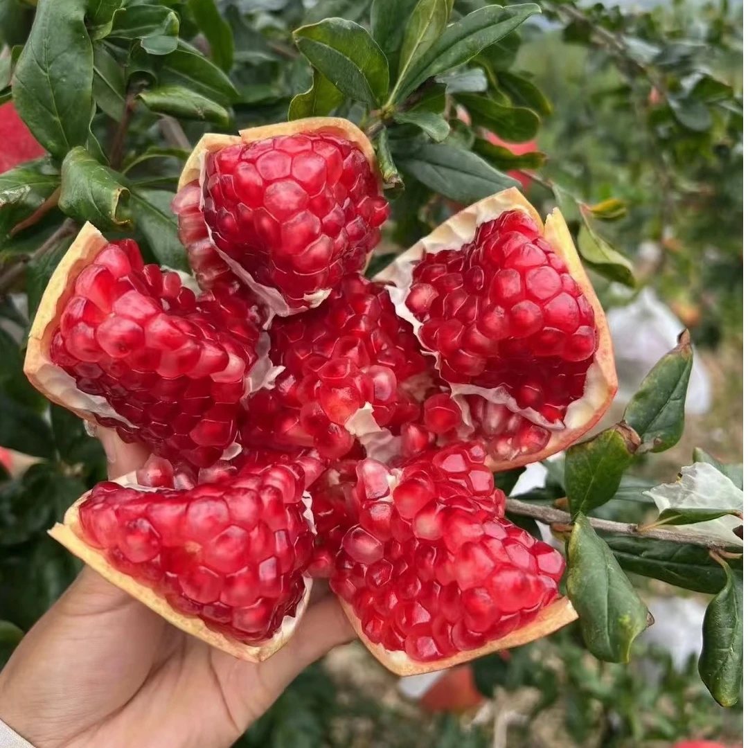 正宗会理石榴香甜美味现摘现发