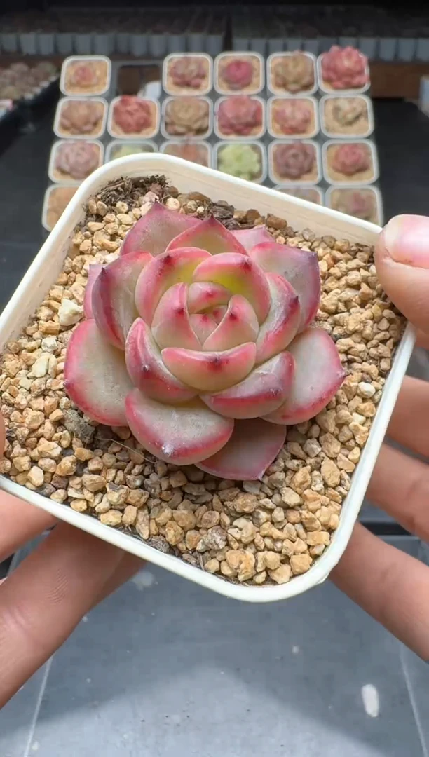 【闪购商品】3单包邮珍妮多肉一物一拍588