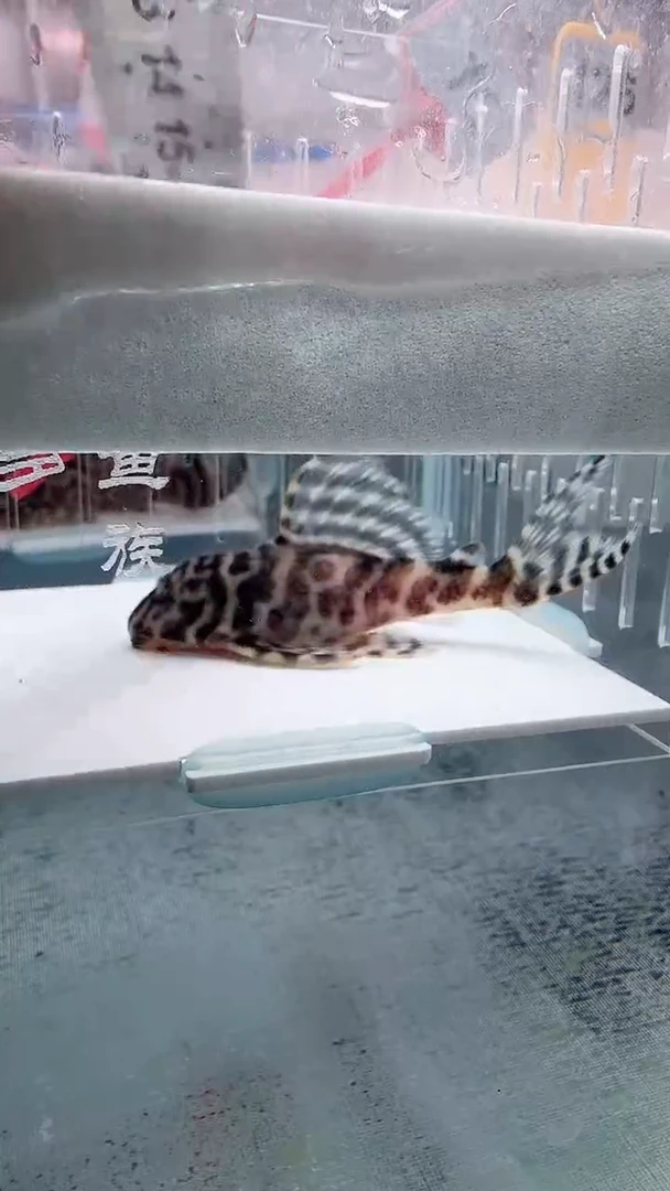 清道夫7.2不包入缸损15