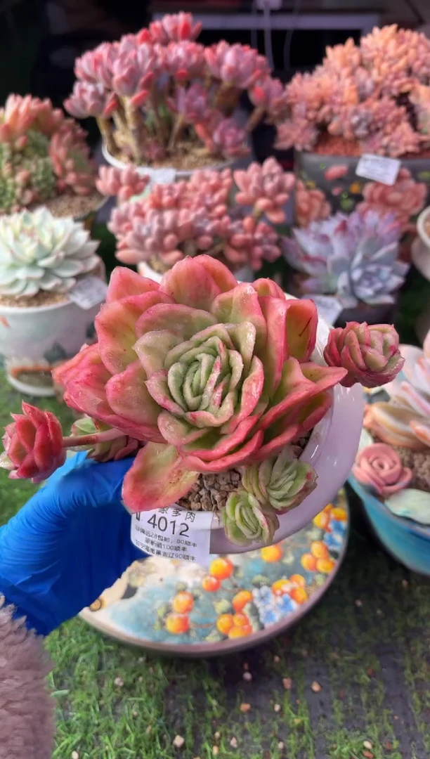 昆明印象多肉4012