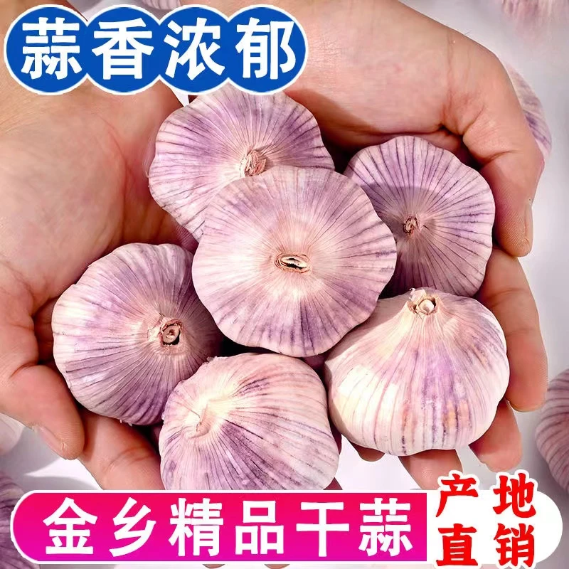 【可吃可种】山东金乡纯干紫白皮多瓣大蒜味十足产地直发农家大蒜头